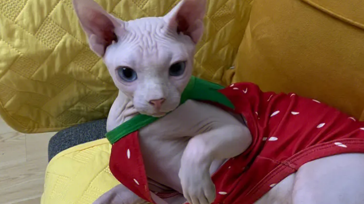 斯芬克斯猫皮肤有凸起的红点