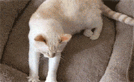 猫咪为什么喜欢踩着软软的东西
