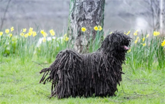波利犬哪里卖?可以在网站上搜索一下 波利犬哪里卖?可以在网站上搜索一下