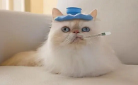 为什么配完猫咪会发烧