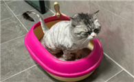 猫咪为什么不拉稀了呢