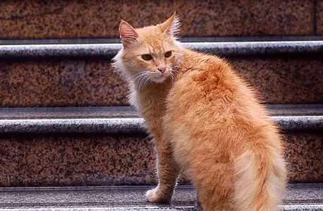 金丝猫长什么样子