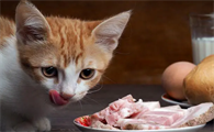 为什么说猫咪不能吃白肉呢