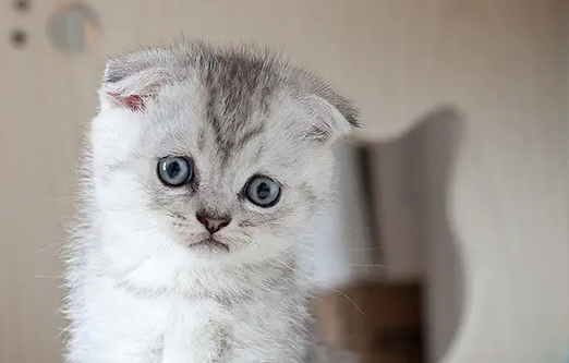 苏格兰折耳猫全部小说