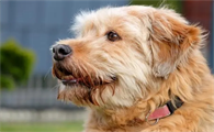 优倍滋的这款老年犬粮适合7岁以上的老龄犬