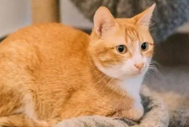 橘猫是什么品种 橘猫是什么品种