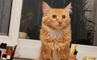 猫咪长大后总是叫为什么