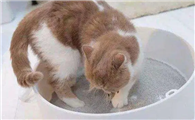 猫咪为什么抗拒出门拉屎啊