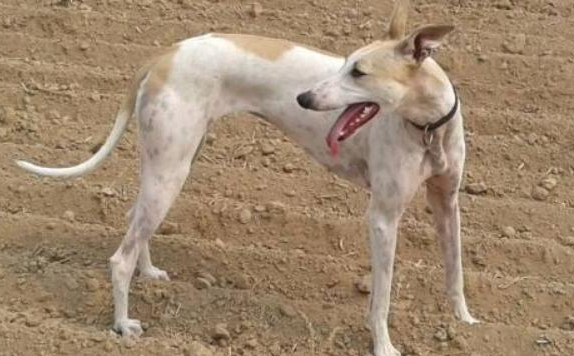 格力犬价格多少钱一只