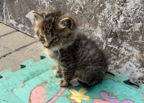 流浪猫不亲人怎么办
