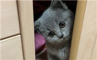 猫咪为什么总躲在柜子底下呢