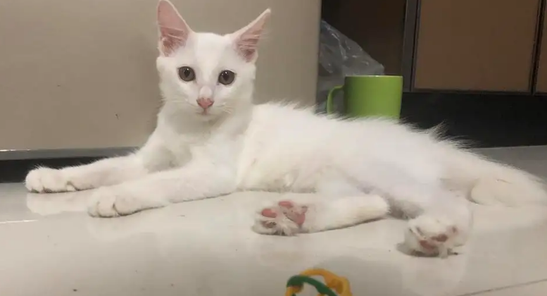 麒麟尾猫是怎么生出来的 麒麟尾猫是怎么生出来的