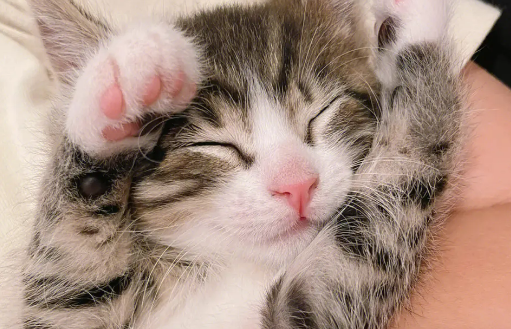 怎么判断小奶猫公母