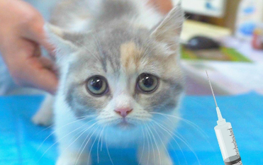 被一个月小奶猫咬了要打针吗