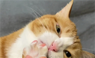 猫咪啃自己指甲是为什么呢