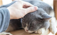 猫咪为什么让主人摸头呢