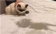 猫咪蹲着尿床
