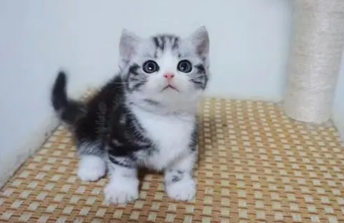 起司猫和虎斑猫区别 起司猫和虎斑猫区别
