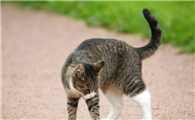 猫咪为什么尾巴上会粘屎呢
