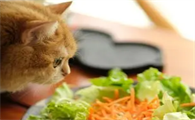 小猫咪爱吃什么食物呢