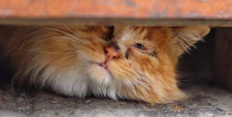 小区里的猫是野猫还是流浪猫