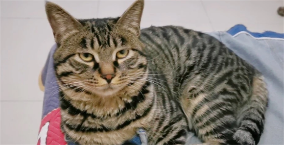 狸花猫容易得什么病 狸花猫容易得什么病