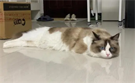 猫咪后腿乏力是因为什么原因