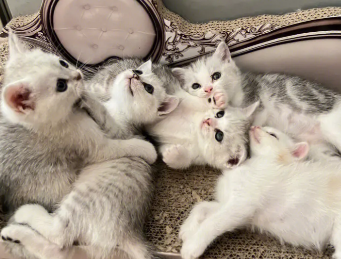 小奶猫可以吃米糊糊吗