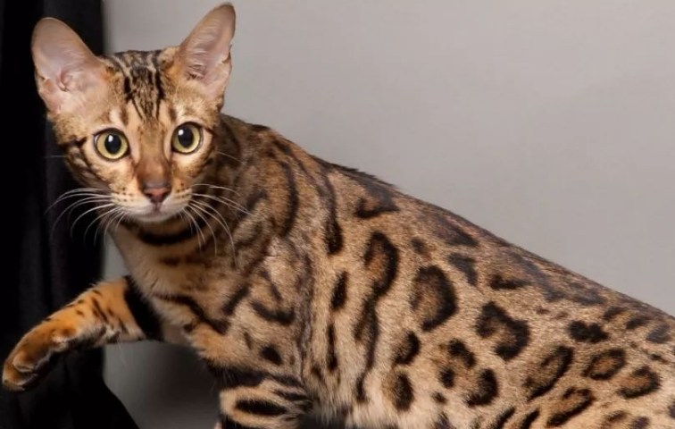 孟加拉猫图片和价格一般多少钱 孟加拉猫图片和价格一般多少钱