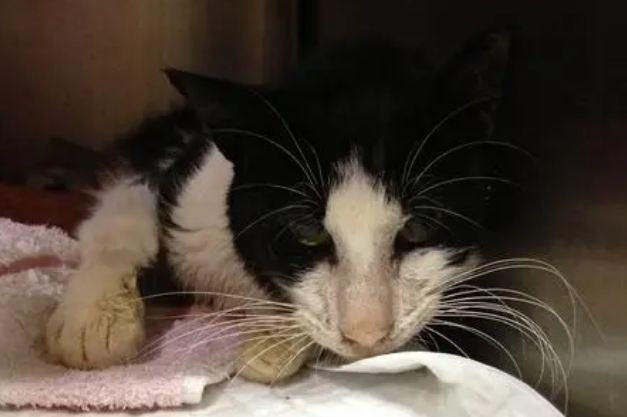 流浪猫绝育放归后的处境 流浪猫绝育放归后的处境