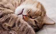 猫咪为什么总没有精神呢怎么回事