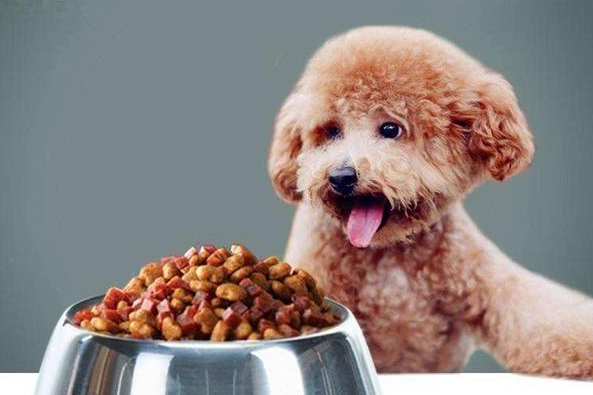 贵宾犬吃什么食物啊