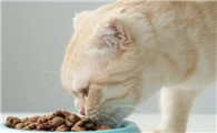 猫咪吃饭为什么爱吐啊