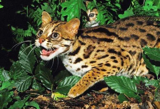 石虎猫一斤多少