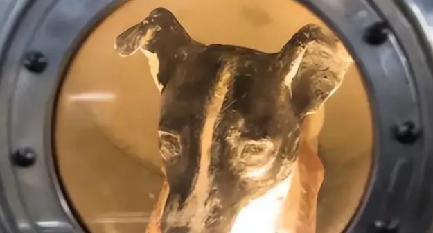 莱卡犬:一只为太空事业做出巨大贡献的犬! 莱卡犬:一只为太空事业做出巨大贡献的犬!