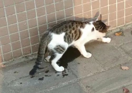 流浪猫小猫长大了母猫会赶走