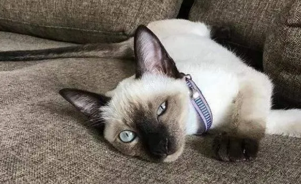 折尾猫遗传几率多大