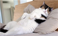 猫咪可以踩枕头吗为什么啊
