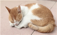 猫咪满屋乱尿怎么回事啊