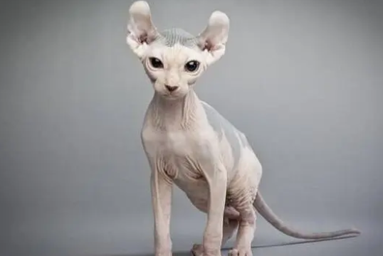 乌克兰有什么猫 乌克兰有什么猫
