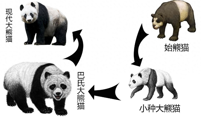 西安一野生大熊猫被一个人就吓跑了，为什么多数动物胆子都很小？