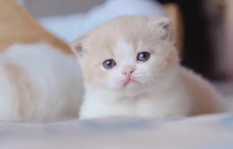 小奶猫可以吃的生食物 小奶猫可以吃的生食物