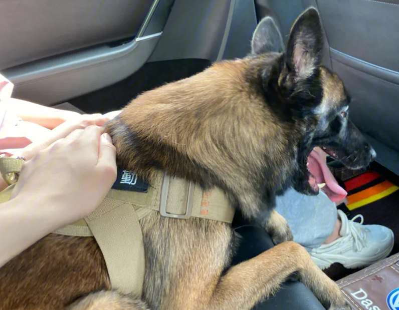 警犬老了以后怎么办？