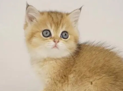 金渐层属于什么品种的猫