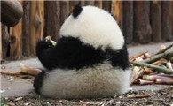 网红熊猫花花