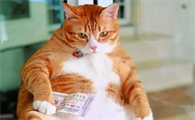 猫咪为什么变胖子了