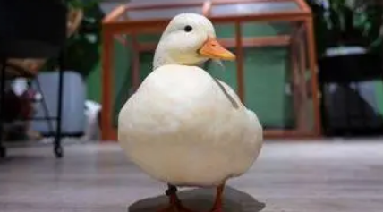 小鸭能经常用手拿吗