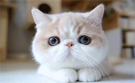 猫咪开始不喜欢主人了怎么回事