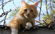 猫咪为什么会跟主人吵架呢？