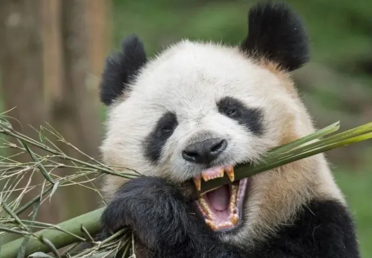 熊猫是什么科动物